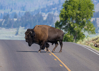 bison in yellowstone national park