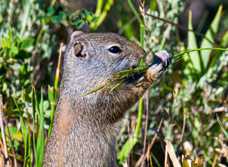 Unita ground squirrel in the grass