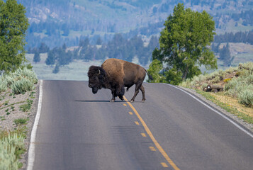 bison in yellowstone national park