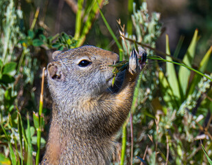 Unita ground squirrel in the grass