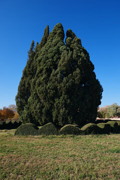 Zoroastrian cypress Sarv 4500 years old, in the province of Yazd. Iran. The second oldest tree in the world. The Sarve-e-Abarkouh cypress, also known as the Zoroastrian tree, the oldest tree in Iran