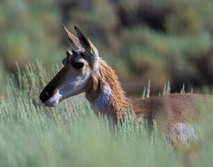 Young pronghorn antelope’