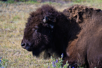 american bison in yellowstone national park