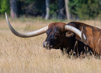 Longhorn bull