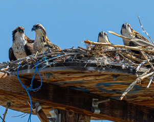 Juvenile ospreys in a nest