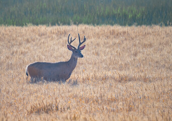 Mule deer Buck in Montana wheat field