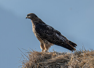 red tailed hawk perched on a hay bale