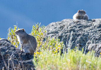 Unita ground squirrels in the mountains