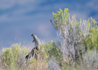 Unita ground squirrel perched on a rock