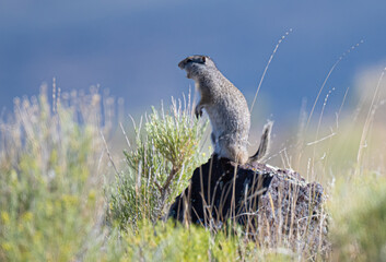 Unita ground squirrel calling from a rock