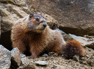 Yellow bellied marmot in the mountains