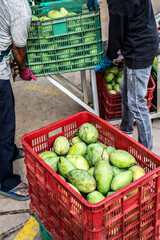 freshly harvested unripe green mango fruit in agriculture industry warehouse
