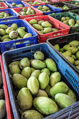 freshly harvested unripe green mango fruit in agriculture industry warehouse