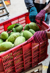 freshly harvested unripe green mango fruit in agriculture industry warehouse