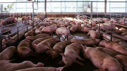 pork production swine
