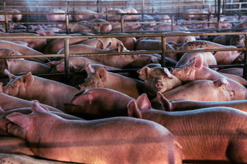 pork production swine