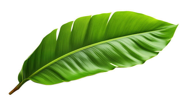 Isolated close up of a single vibrant green leaf with prominent veins against a transparent background - Powered by Adobe