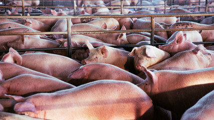 pork production swine