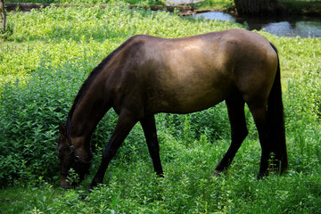 A horse grazing.