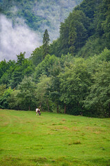 Cowboy leading a horse through a misty green forest in the early morning at a rural location