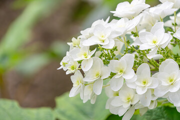 初夏に咲く純白のアジサイの花