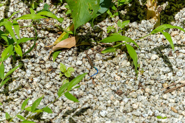 青い尾を持つニホントカゲの幼体が地面を歩く姿