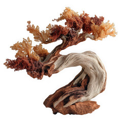 Artistic twisted driftwood bonsai tree with coral like foliage isolated on transparent background