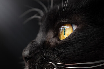 close up macro of a black cat eye face
