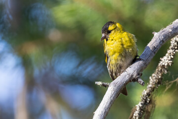 Eurasian siskin