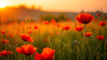 Fototapeta premium A serene sunset field filled with vibrant red poppies, bathed in warm golden light.