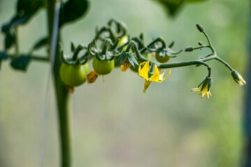 Growth and flowering of tomatoes. Small green tomatoes and yellow tomato flowers on the stem of the plant. Growing and caring for tomatoes. Growing organic products. Selective focus.