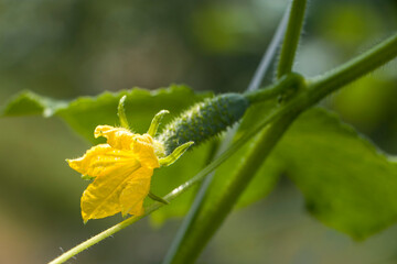 Growth and flowering of garden cucumbers. Small green cucumber on the stem of the plant. Growing and caring for cucumbers. Growing organic products. Selective focus.