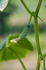 Small green cucumber on the stem of the plant. Growing and caring for cucumbers. Growing organic products. Selective focus