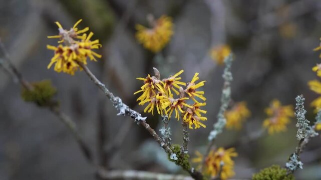 Hamamelis x Intermedia 'Orange Beauty' (Witch Hazel) a winter spring flowering tree shrub plant which has a highly fragrant springtime yellow orange flower, gardening stock video footage clip