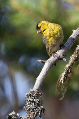 Eurasian siskin