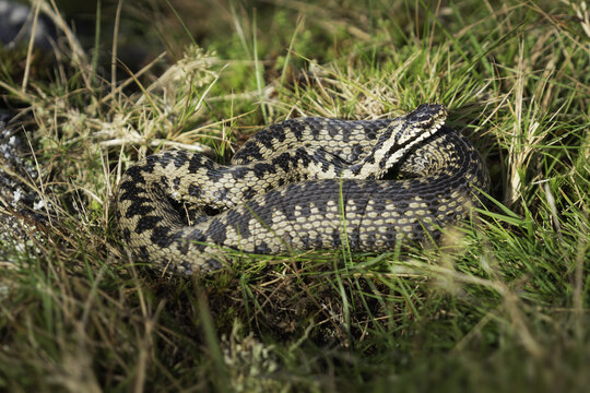 View of an adder snake coiled amidst the vibrant green and brown grasses, basking in the sunlight's embrace, a glimpse into nature's hidden beauty, Bodmin Moor, England, United Kingdom.