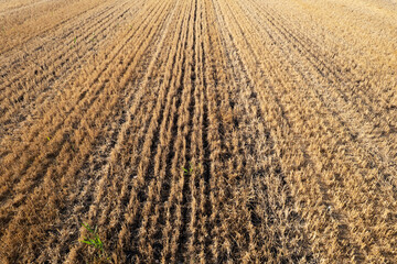 Aerial view of a freshly harvested wheat field, natural earth textures.