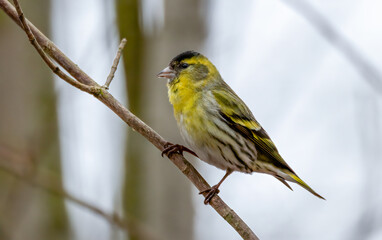 Eurasian siskin