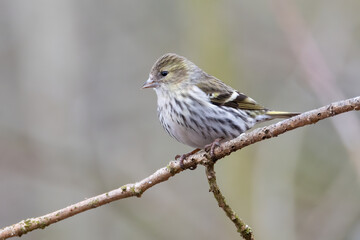 Eurasian siskin