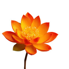 Vibrant orange lotus flower blooming with intricate petals isolated on transparent background