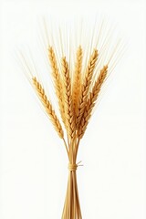 Fototapeta premium Close-up shot of a bundle of golden wheat ears tied together against a white background.