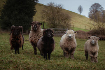 Heard of sheep and rams in farmers field