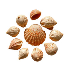 Individual Seashell on Sandy Beach Macro Photography Natural Environment Close-Up View Marine Life Concept