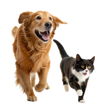 Happy golden retriever dog and black and white cat running together isolated on transparent background