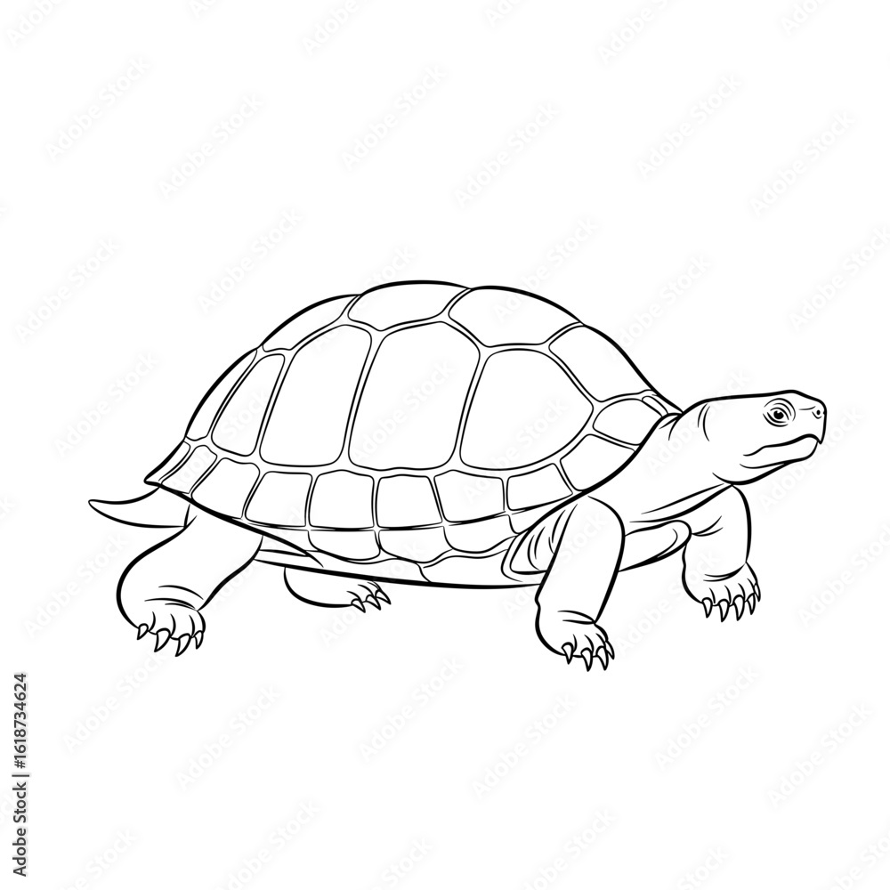 Aufkleber illustration of a turtle with detailed shell and limbs rendered in a line art style drawing design v