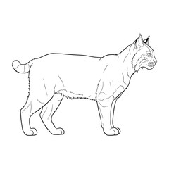 Illustration of a lynx standing in profile with detailed line work and visible fur texture markings shown