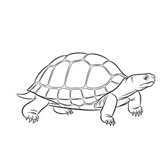 Illustration of a turtle with detailed shell and limbs rendered in a line art style drawing design view