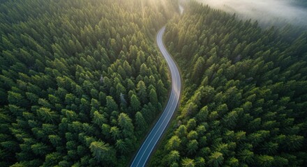 Winding road through a lush, sunlit evergreen forest, viewed from above.