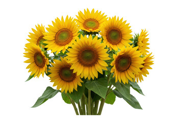 Obraz premium A bouquet of sunflowers isolated on transparent background