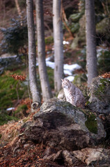 Lynx, Lynx lynx